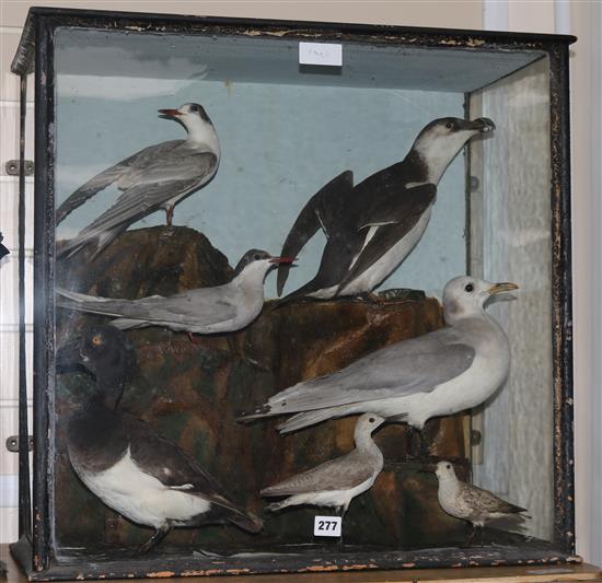 A case of taxidermic Gulls and other birds